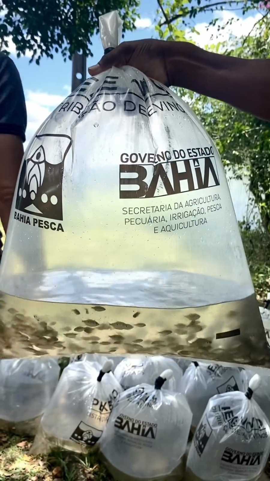 Camacã: Prefeitura entrega 30 mil alevinos da espécie Tambaqui e Tilápia para agricultores 

